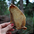 Tripa verde ovina (10 un.) - Lecker - Imagem 3