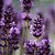 Oleo Essencial 10ml Lavanda - Imagem 3