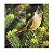 Aves Do Paraná - Marcelo Krause - Imagem 1