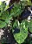 Colocasia Mojito #16 - Imagem 1