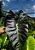 Colocasia Aloha #11 - Imagem 1