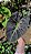Colocasia Aloha #11 - Imagem 3