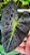 Colocasia Aloha #11 - Imagem 2