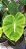 Colocasia Nancy's Revenge #6 - Imagem 6