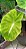 Colocasia Nancy's Revenge #6 - Imagem 5