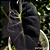 Colocasia Ilustris #3 - Imagem 3