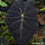 Colocasia Ilustris #3 - Imagem 1
