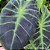 Colocasia Ilustris #3 - Imagem 2