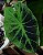 Colocasia Ilustris #3 - Imagem 5