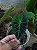 Colocasia Ilustris #3 - Imagem 4