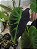 Colocasia Ilustris #3 - Imagem 6