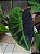 Colocasia Ilustris #3 - Imagem 7