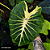 Colocasia White Lava #22 - Imagem 1