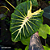 Colocasia White Lava #22 - Imagem 4