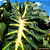 Colocasia White Lava #22 - Imagem 2