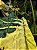 Colocasia White Lava #22 - Imagem 3