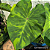 Colocasia Limon Lime Gecko #8 - Imagem 1