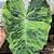 Colocasia Limon Lime Gecko #8 - Imagem 3