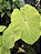 Colocasia Elena #2 - Imagem 2
