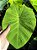 Colocasia Elena #2 - Imagem 5