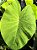 Colocasia Elena #2 - Imagem 4