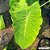 Colocasia Elena #2 - Imagem 1