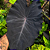 COLOCASIA BLACK MAGIC #1 - Imagem 1