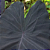 COLOCASIA BLACK MAGIC #1 - Imagem 2