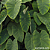 Colocasia Green Magic #4 - Imagem 2