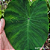 Colocasia Green Magic #4 - Imagem 1