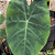 Colocasia Green Magic #4 - Imagem 3