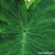 Colocasia Green Magic #4 - Imagem 4