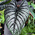 Alocasia Nebula Imperialis - Imagem 1