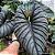 Alocasia Nebula Imperialis - Imagem 2