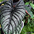Alocasia Nebula Imperialis - Imagem 4