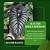 Alocasia Nebula Imperialis - Imagem 3