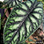 Alocasia Dragon Scale - Imagem 7