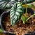 Alocasia Dragon Scale - Imagem 8