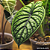 Alocasia Dragon Scale - Imagem 2