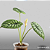 Alocasia Dragon Scale - Imagem 9