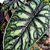 Alocasia Dragon Scale - Imagem 1