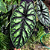 Alocasia Dragon Scale - Imagem 3