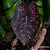 Caladium Rubicundum - Imagem 1