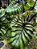 Colocasia Pharaoh´s Mask #20 - Imagem 7