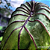 Colocasia Pharaoh´s Mask #20 - Imagem 2