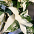 Sigônio Albo Variegata - Imagem 3