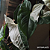 Sigônio Albo Variegata - Imagem 2