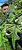 Alocasia Tendurosa Jacklyn - Imagem 5