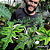 Alocasia Tendurosa Jacklyn - Imagem 1