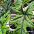Alocasia Tendurosa Jacklyn - Imagem 6